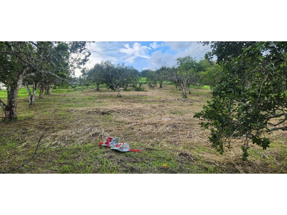 LOTE EN VENTA EN LAS MARGARITAS - CAMBIA - MANIZALES | VENTA LOTE — foto 2