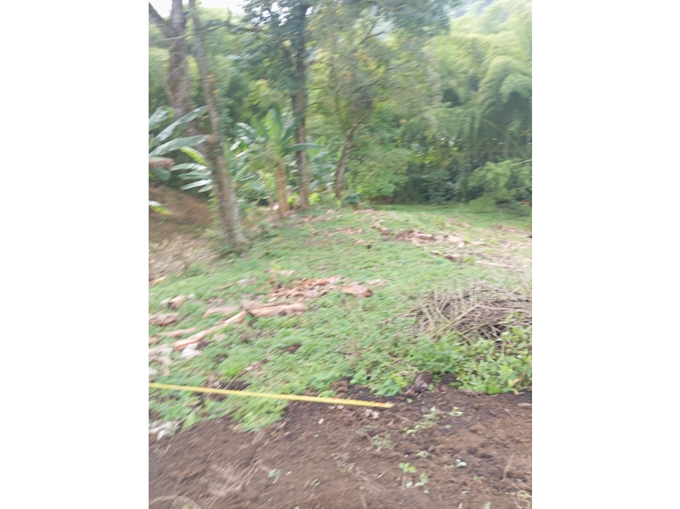 VENTA LOTE CHINCHINA CALDAS | LOTES CAMPESTRE - 1