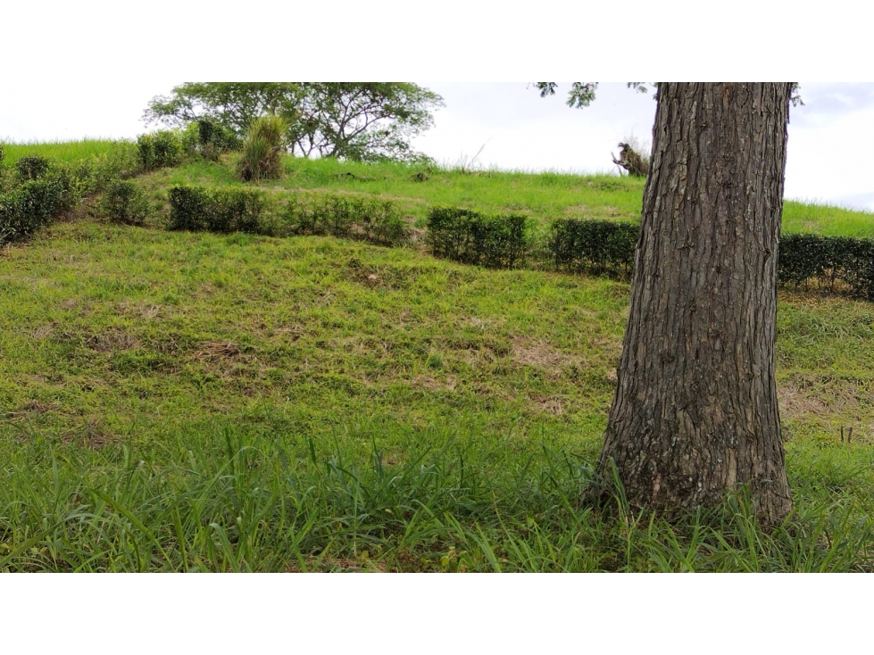 VENTA DE LOTE KILOMETRO 41, MANIZALES | LOTE EN VENTA - 2