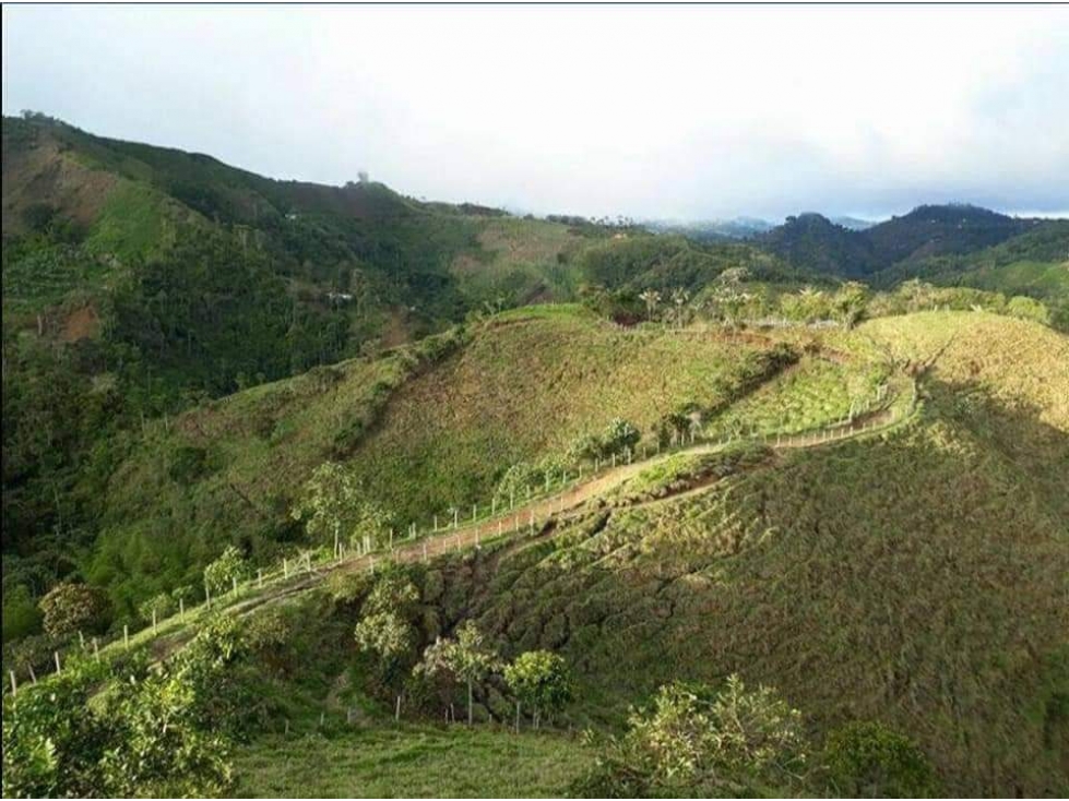 VENTA DE FINCA EN VEREDA PARAMILLO, FRESNO, TOLIMA - 3
