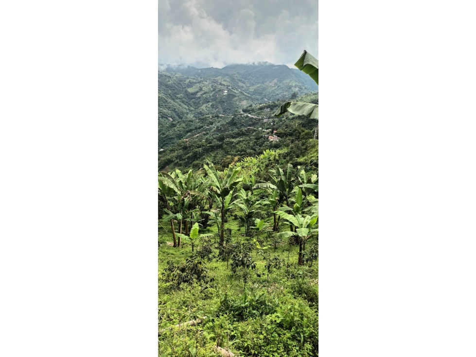 VENTA LOTE EN ALTO BONITO, MANIZALES | LOTES EN VENTA EN MANIZALES — foto 3