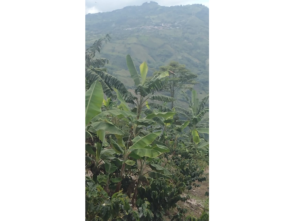 FINCA EN VENTA EN FILADELFIA CALDAS | FINCAS EN VENTA - 4