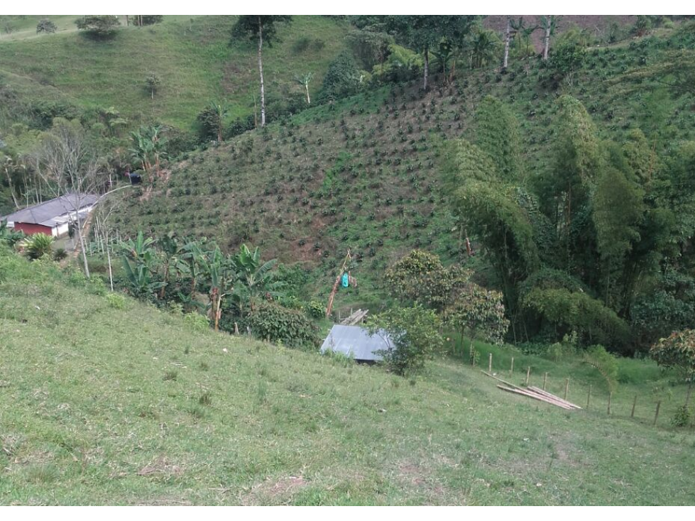 FINCA CAFETERA EN VENTA EN VEREDA PARTIDAS, CHINCHINÁ | VENTA FINCA - 1