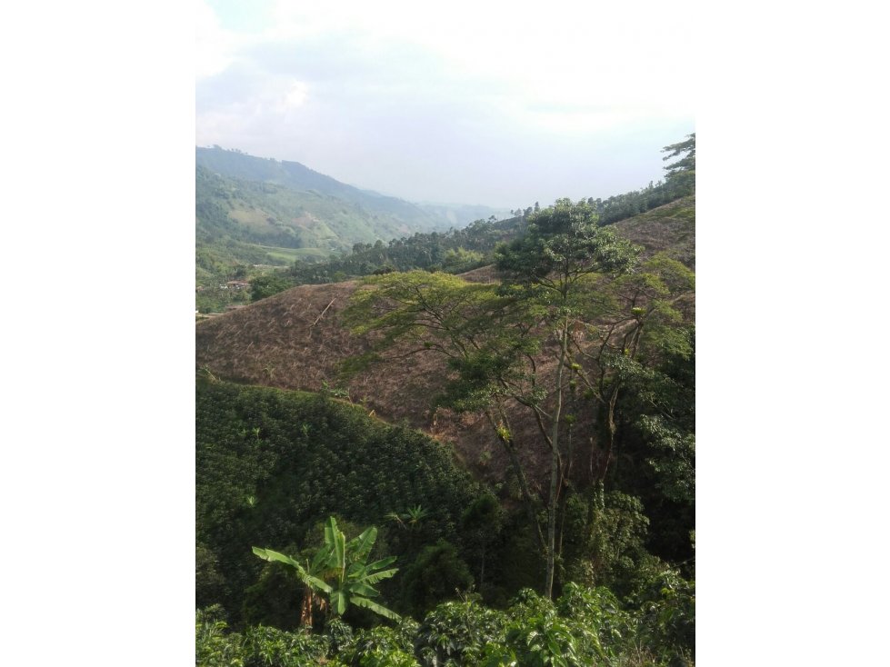 FINCA CAFETERA EN VENTA EN VEREDA PARTIDAS, CHINCHINÁ | VENTA FINCA - 6