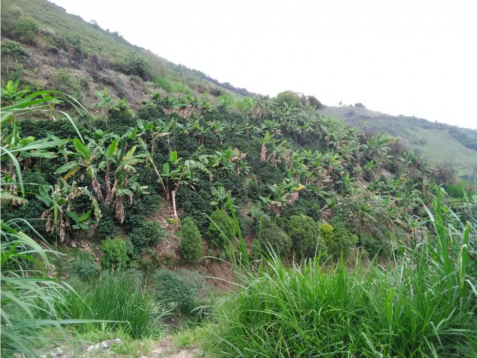 Venta de Finca - Pácora - Caldas. - 3