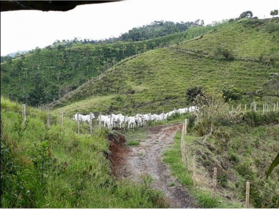 VENTA DE FINCA EN VEREDA PARAMILLO, FRESNO, TOLIMA - 4