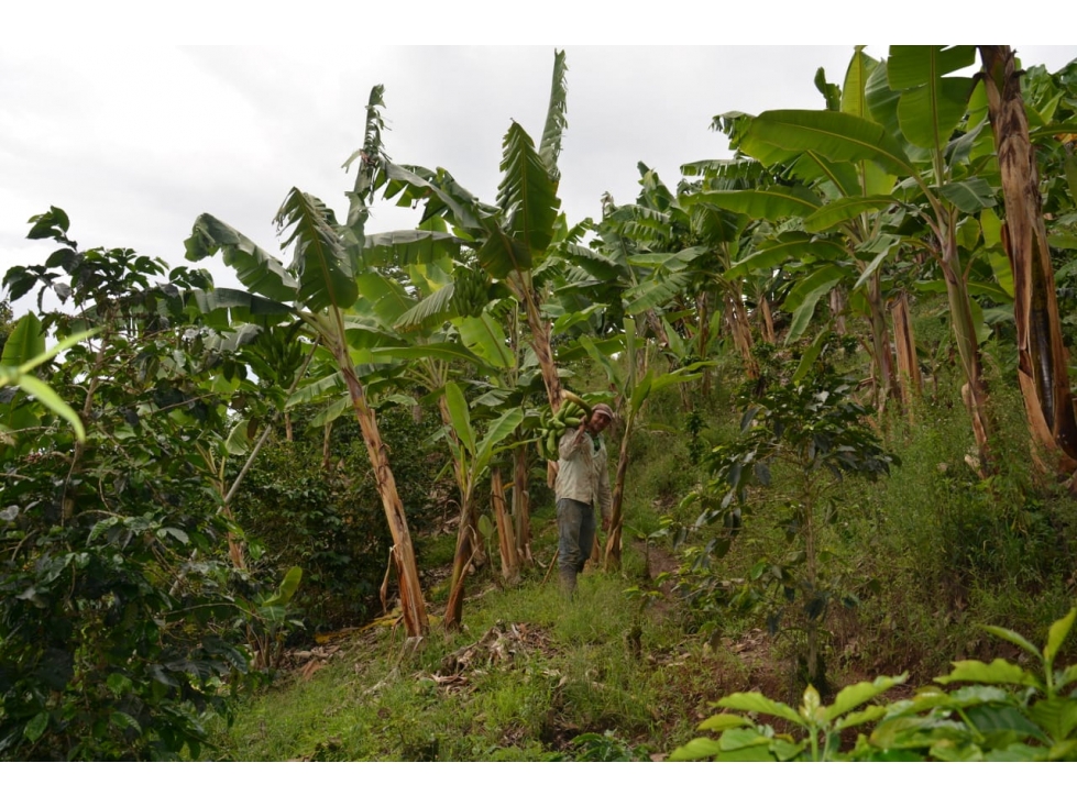 VENTA FINCA VEREDA EL DESCANSO NEIRA 108.800m² | FINCA EN VENTA - 3