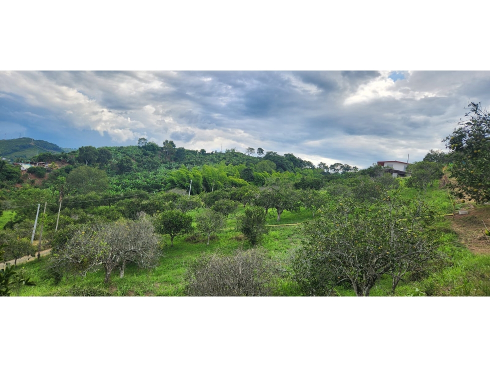 VENTA LOTE DE 1.500m² EN KILÓMETRO 41, MANIZALES | VENTA DE LOTES — foto 3