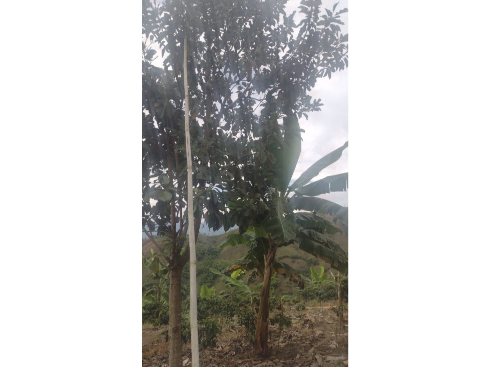 FINCA EN VENTA EN FILADELFIA CALDAS | FINCAS EN VENTA - 3