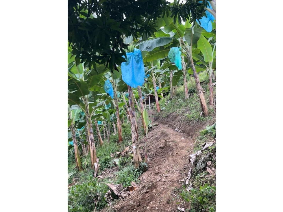 LOTE EN VENTA EN LA CABAÑA MANIZALES | VENTA LOTE — foto 3