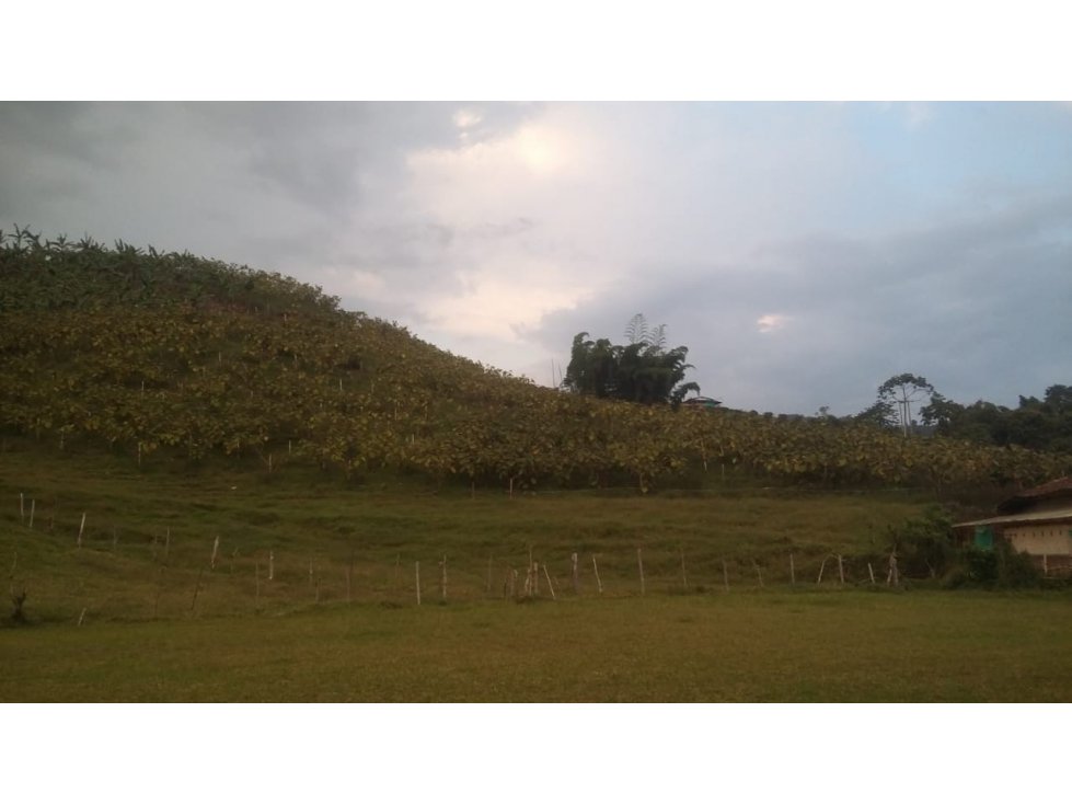 Venta de Finca en Pácora, Caldas | Finca en venta - 4