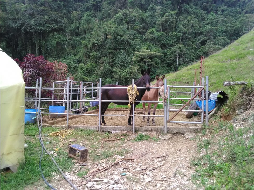 Venta de Finca - Pácora - Caldas. - 4