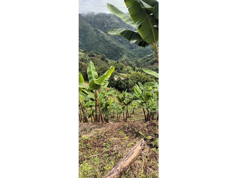 VENTA LOTE EN ALTO BONITO, MANIZALES | LOTES EN VENTA EN MANIZALES — foto 4