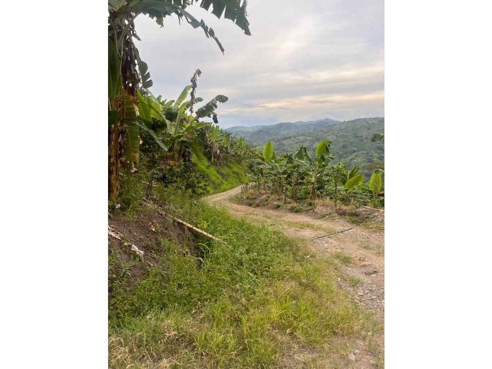 FINCA EN VENTA EN VEREDA TARROLISO MANIZALES | VENTA FINCA — foto 5