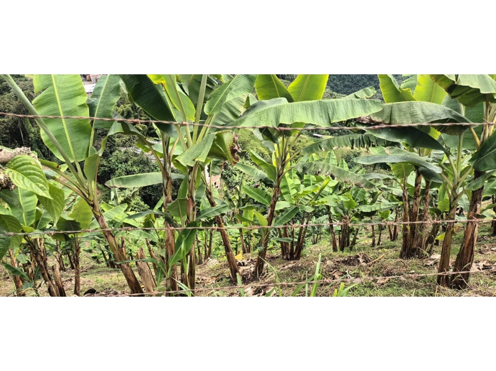 VENTA LOTE EN ALTO BONITO, MANIZALES | LOTES EN VENTA EN MANIZALES — foto 5