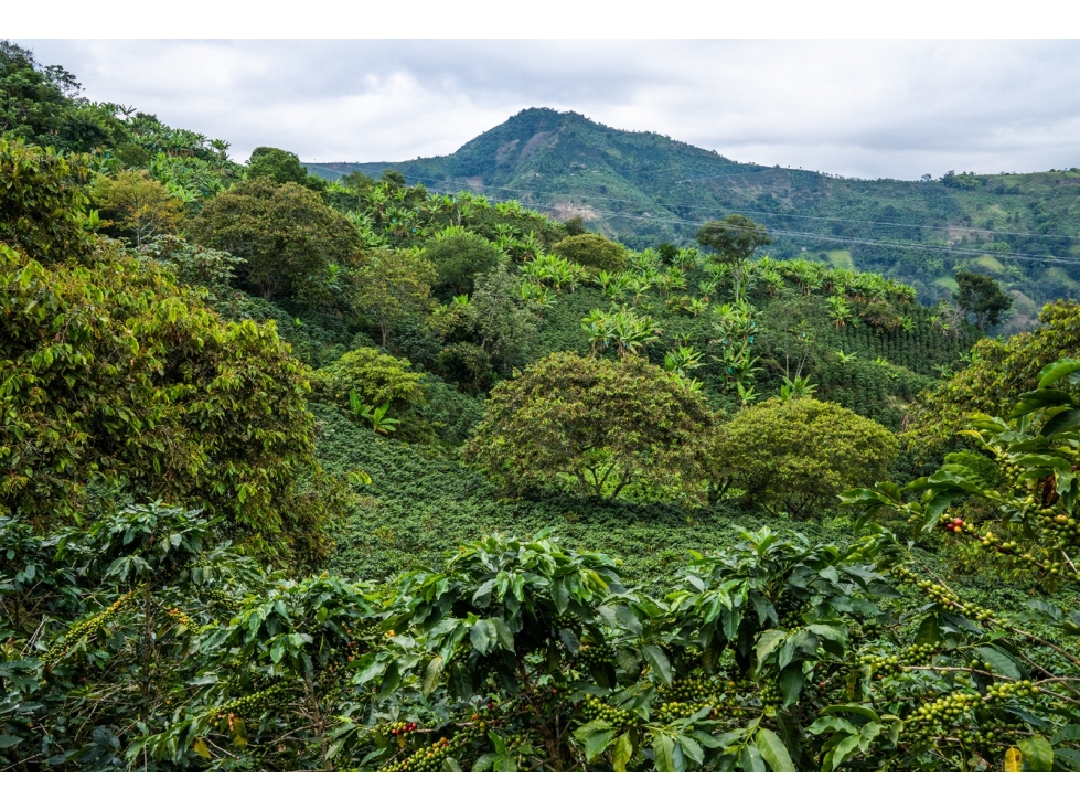 VENTA FINCA Km 41 MANIZALES 13 hectáreas | FINCA PRODUCTIVA — foto 6