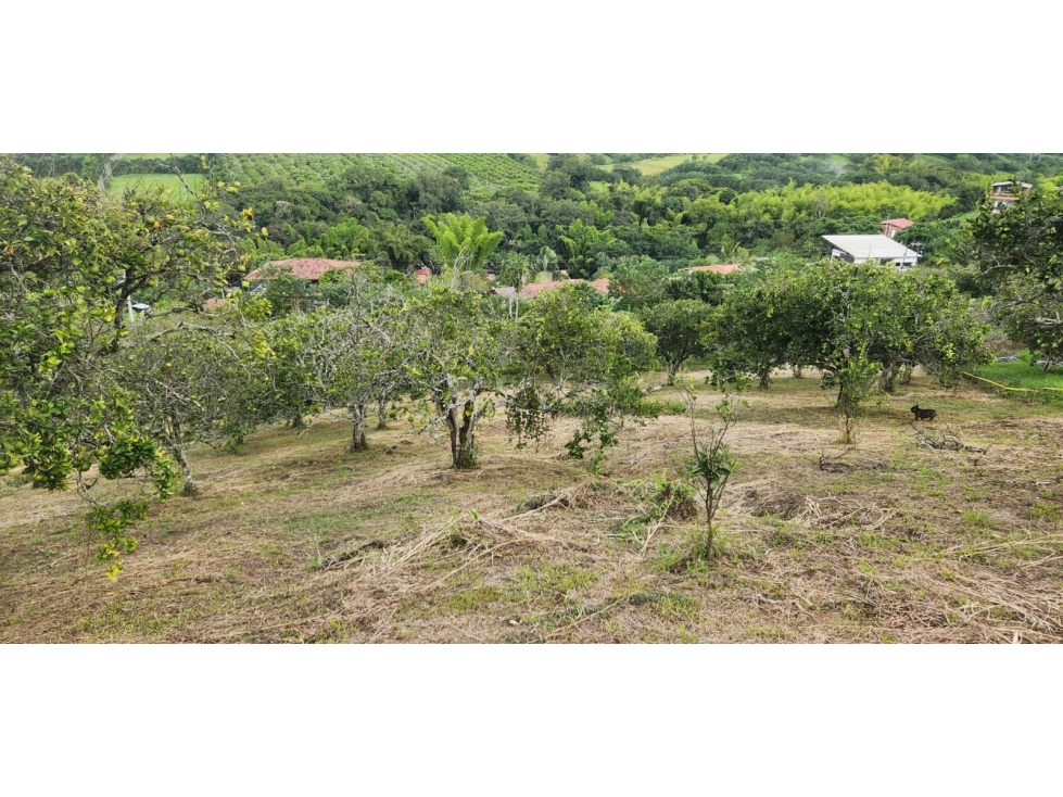 LOTE EN VENTA EN LAS MARGARITAS - CAMBIA - MANIZALES | VENTA LOTE — foto 6