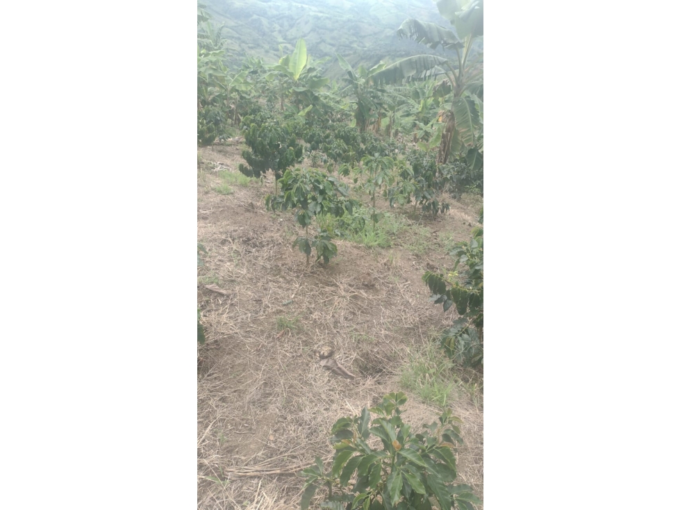FINCA EN VENTA EN FILADELFIA CALDAS | FINCAS EN VENTA - 6