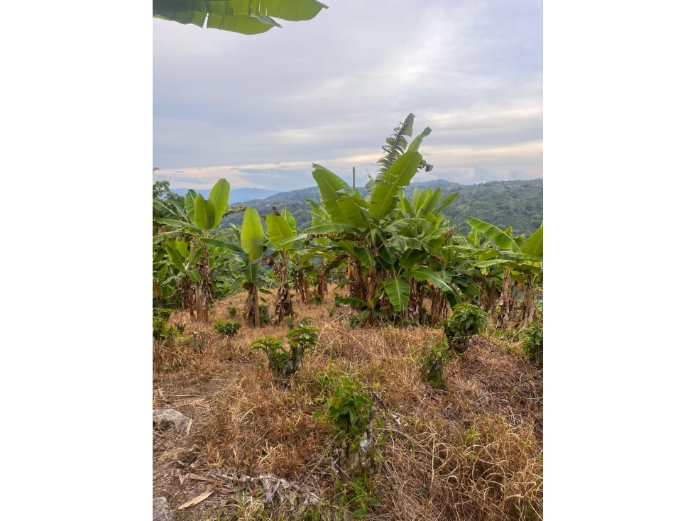 FINCA EN VENTA EN VEREDA TARROLISO MANIZALES | VENTA FINCA — foto 6