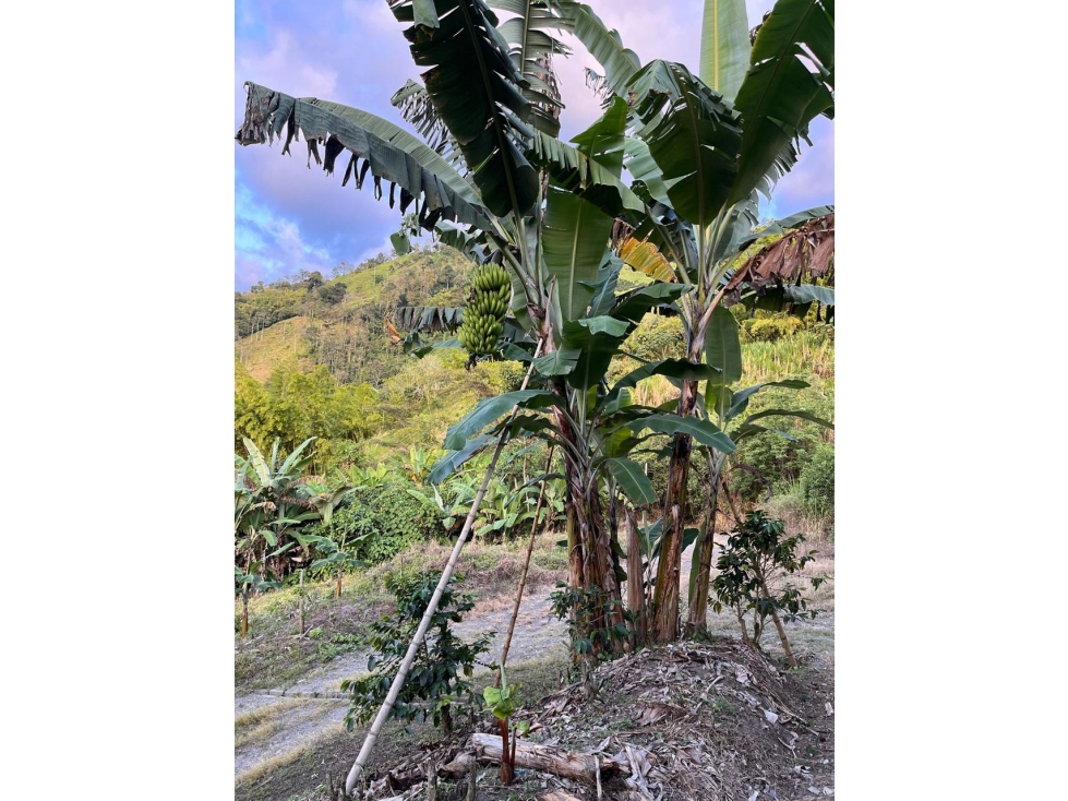 LOTE EN VENTA EN LA CABAÑA MANIZALES | VENTA LOTE — foto 5