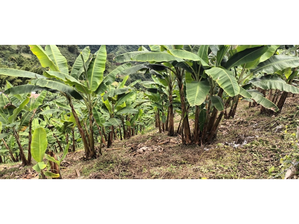 VENTA LOTE EN ALTO BONITO, MANIZALES | LOTES EN VENTA EN MANIZALES — foto 6