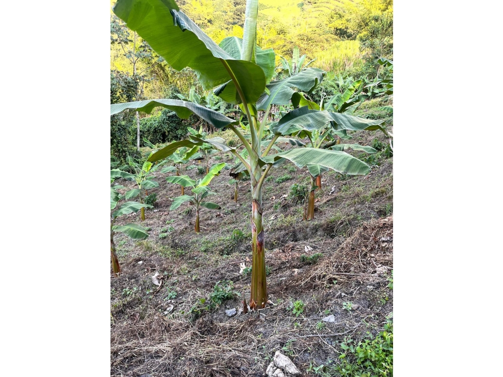 LOTE EN VENTA EN LA CABAÑA MANIZALES | VENTA LOTE — foto 6