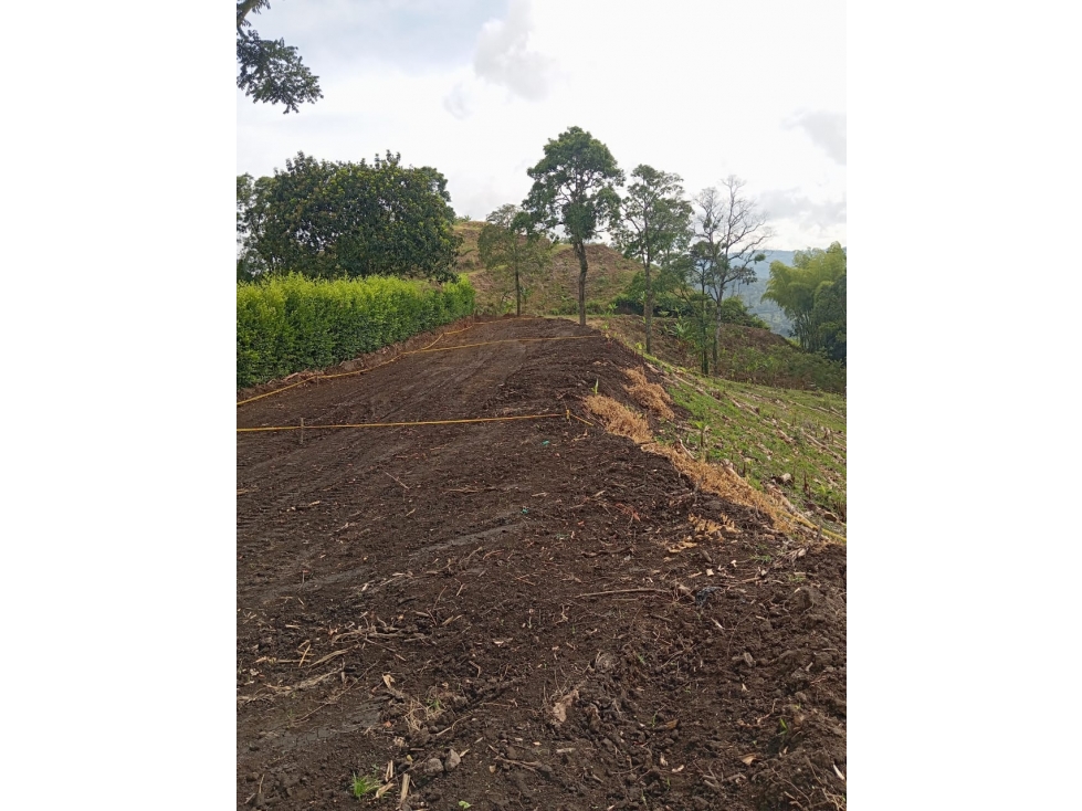 VENTA LOTE CHINCHINA CALDAS | LOTES CAMPESTRE - 6