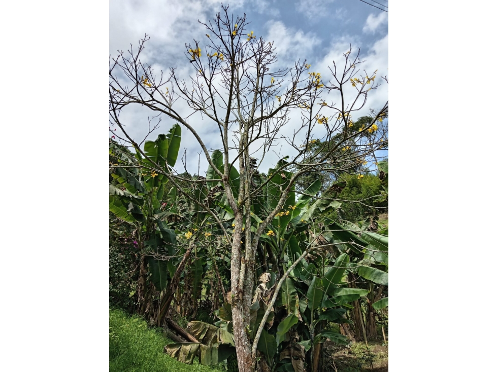 FINCA EN VENTA EN ALTO BONITO MANIZALES | VENTA DE FINCA PRODUCTIVA — foto 6
