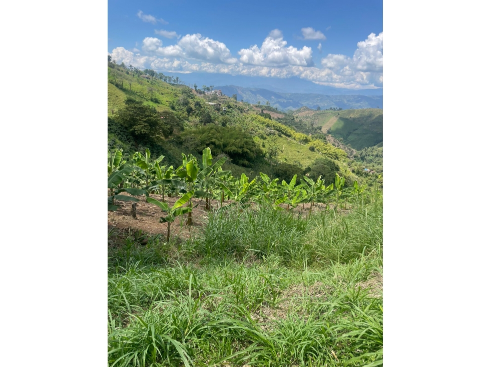 Se Vende Finca Cafetera Vereda las Tazas, Marsella - 1