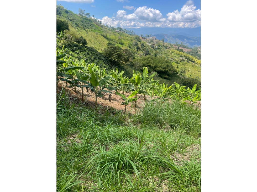 Se Vende Finca Cafetera Vereda las Tazas, Marsella - 2