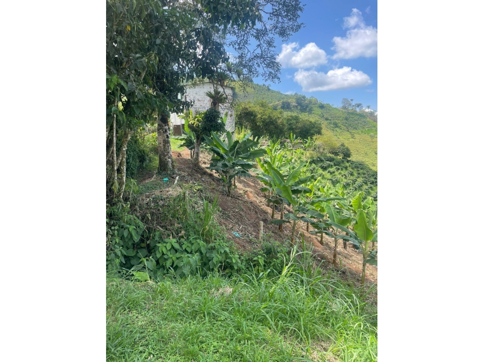Se Vende Finca Cafetera Vereda las Tazas, Marsella - 3