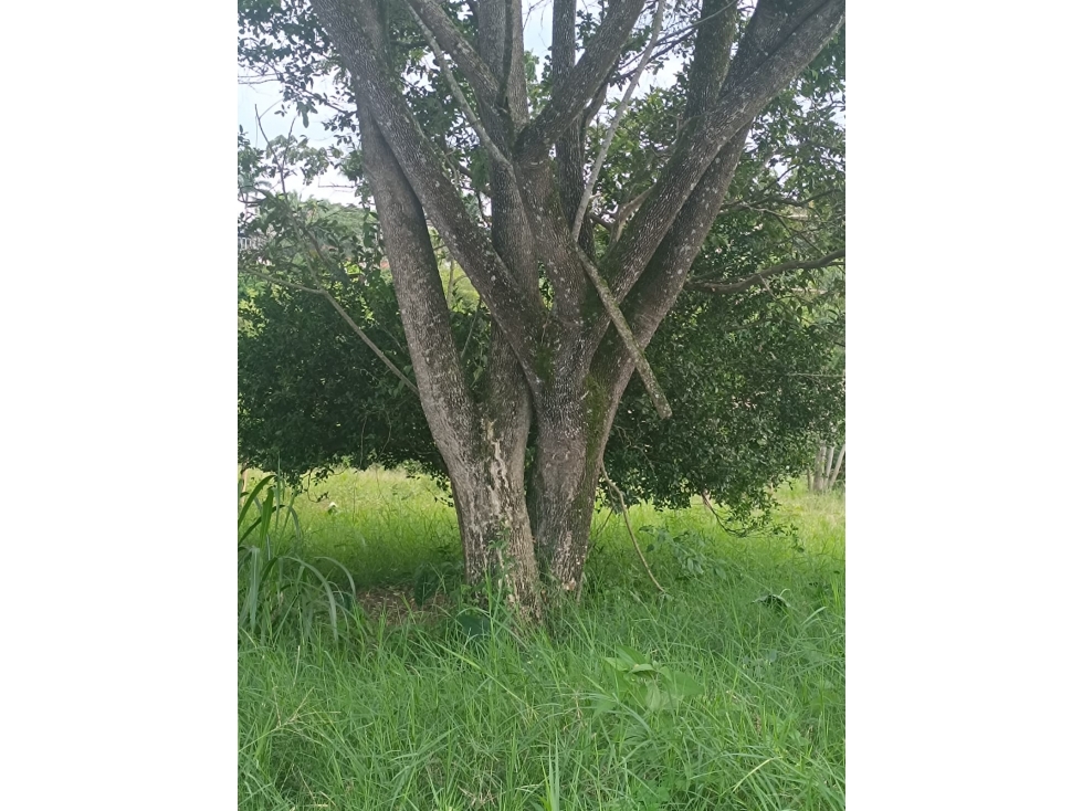 Se Venden Lotes en Parcelación Cerritos-La Virginia — foto 4