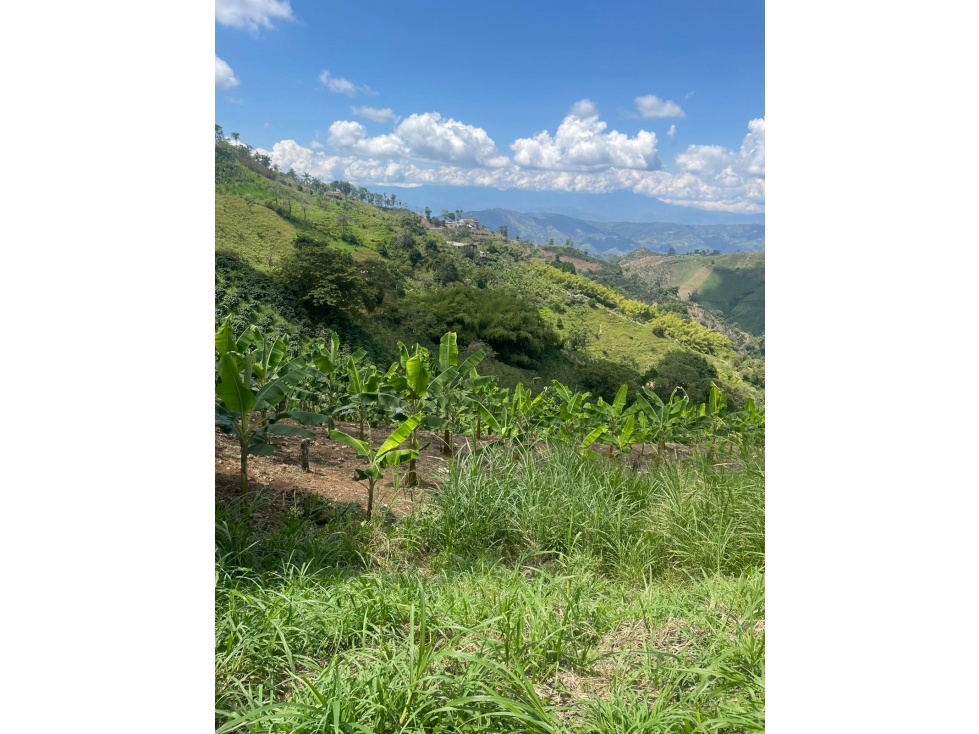 Se Vende Finca Cafetera Vereda las Tazas, Marsella - 5