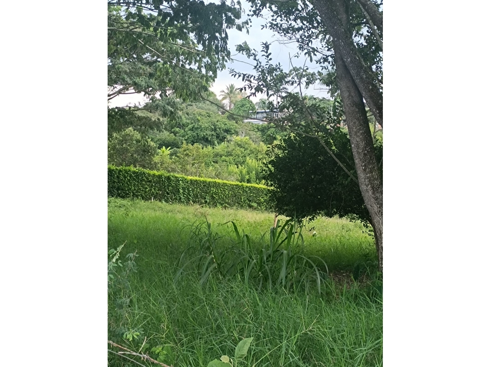 Se Venden Lotes en Parcelación Cerritos-La Virginia — foto 2
