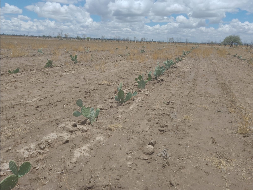 TERRENO EN SANTA ROSA, EL LLANO - 5