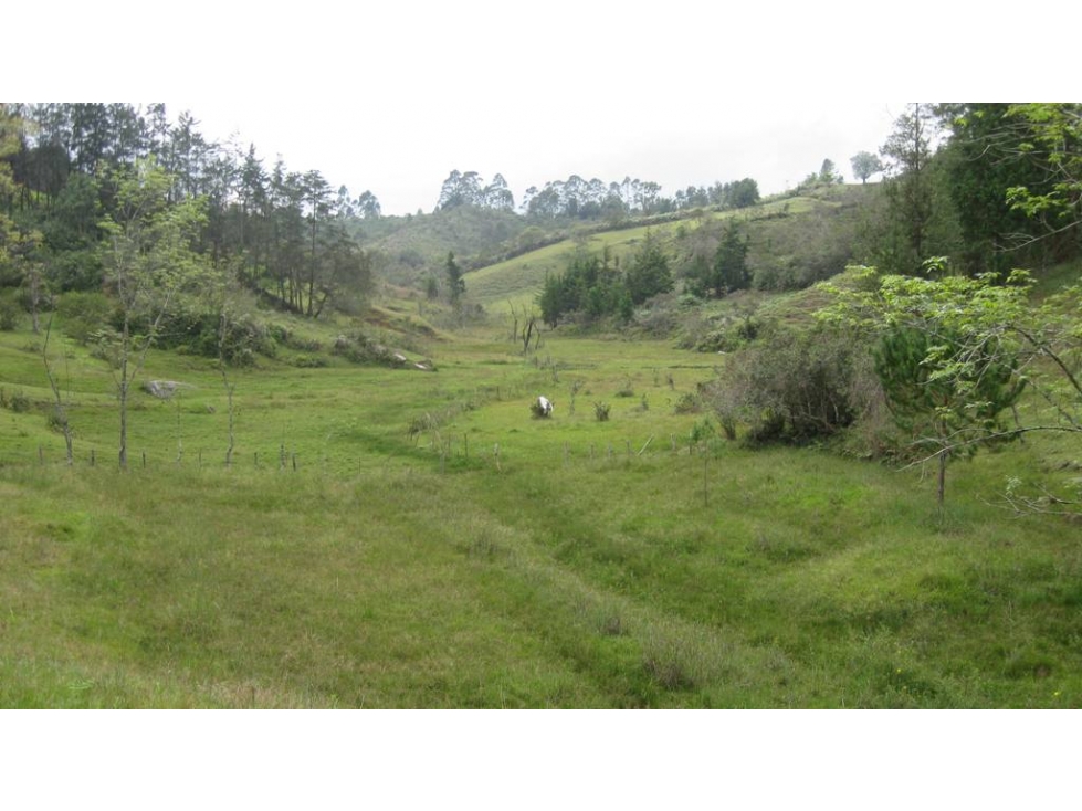 VENDO LOTE EN RIONEGRO, VEREDA SANTA BARBARA — foto 5