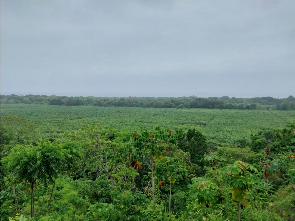 SE VENDE LOTE VÍA SANTA MARTA - PALOMINO DE 10 HECTÁREAS - 1