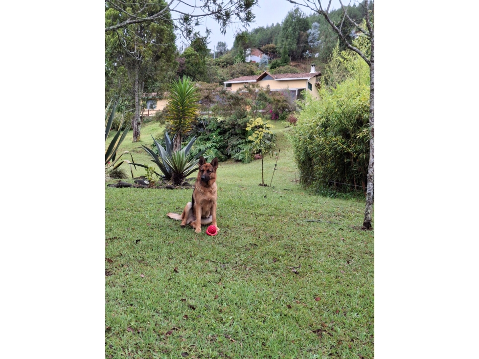 Finca en venta en Guarne, Antioquia. — foto 6