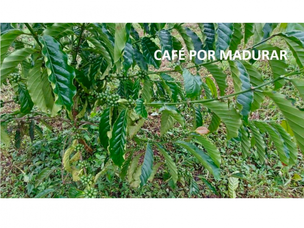 VENTA DE FINCA DE CAFE Y FRUTALES, TERRENO EN EL CACAO CAPIRA (13) — foto 3