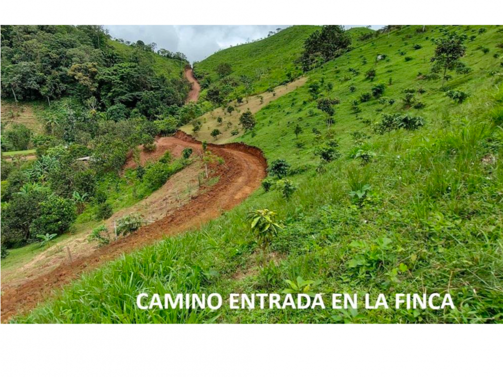 VENTA DE FINCA DE CAFE Y FRUTALES, TERRENO EN EL CACAO CAPIRA (13) — foto 4