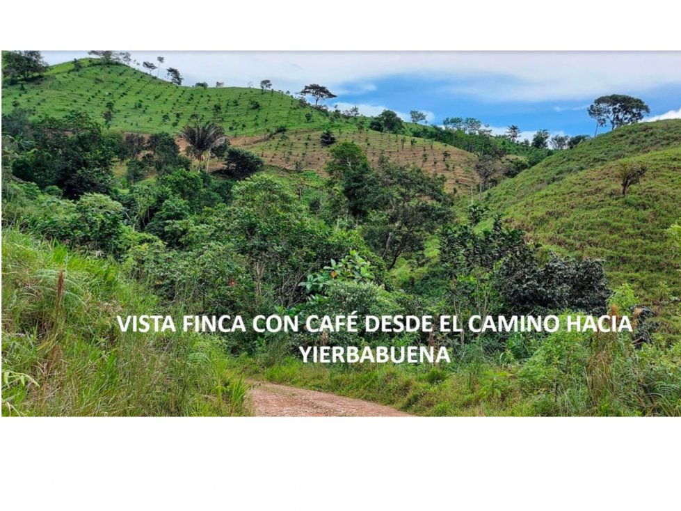 VENTA DE FINCA DE CAFE Y FRUTALES, TERRENO EN EL CACAO CAPIRA (13) — foto 5