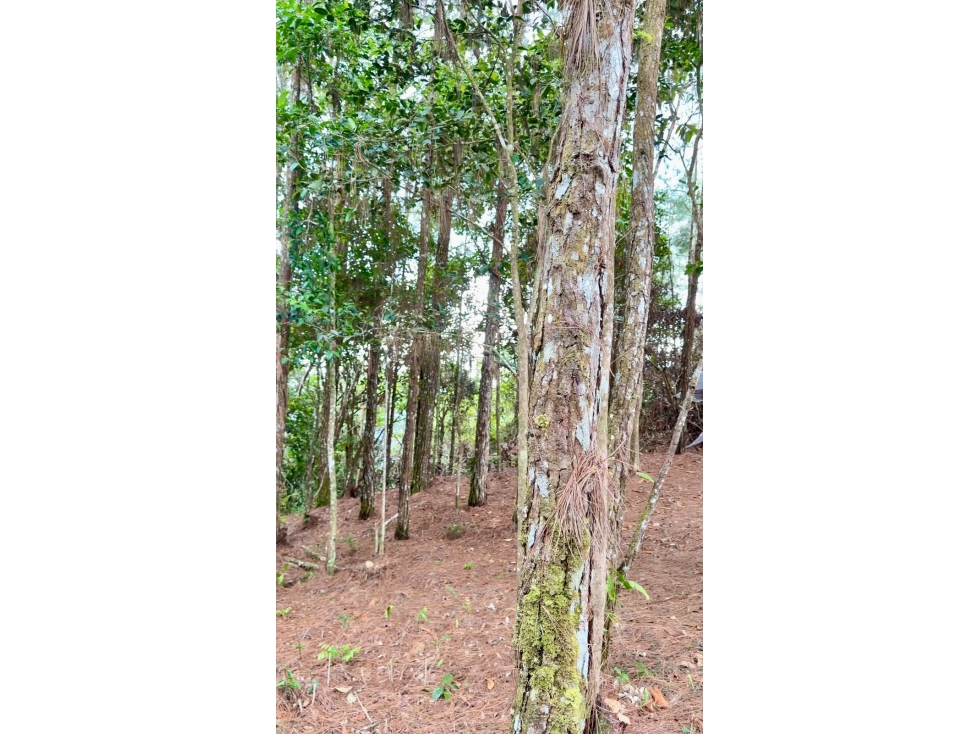 VENTA DE TERRENO EL TORREON, ALTOS DE CERRO AZUL (13) - 5