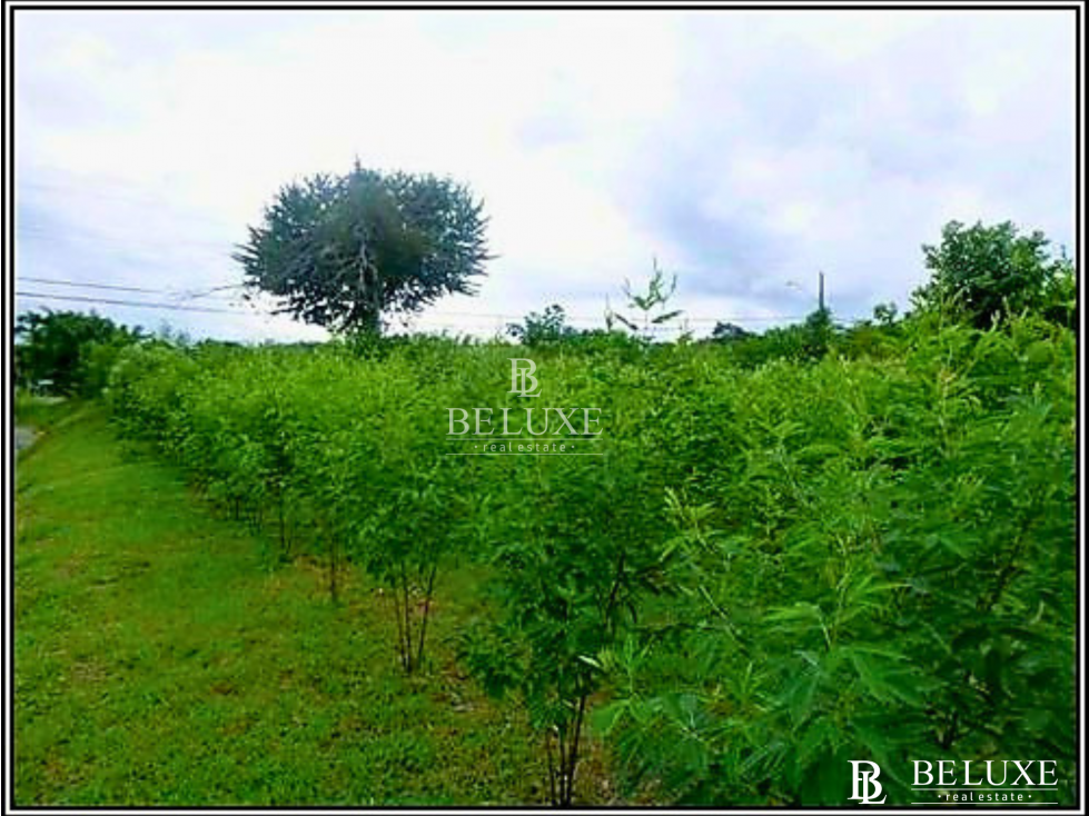 VENTA DE TERRNO EN CORONADO, PLAYA GORGONA (6) — foto 5