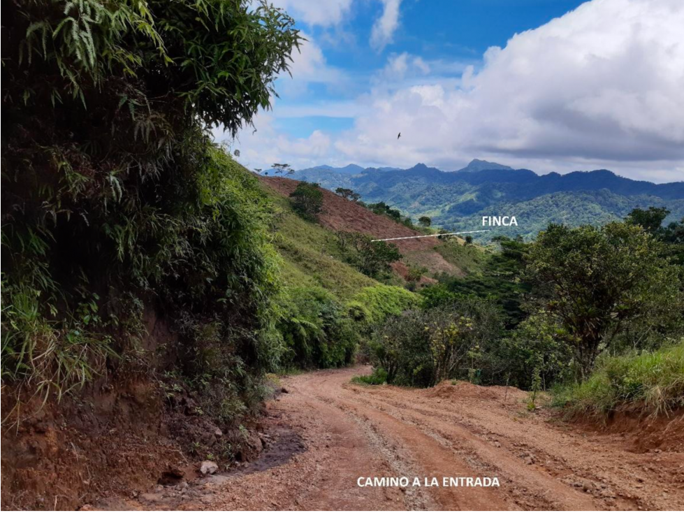VENTA DE FINCA DE CAFE Y FRUTALES, TERRENO EN EL CACAO CAPIRA (13)