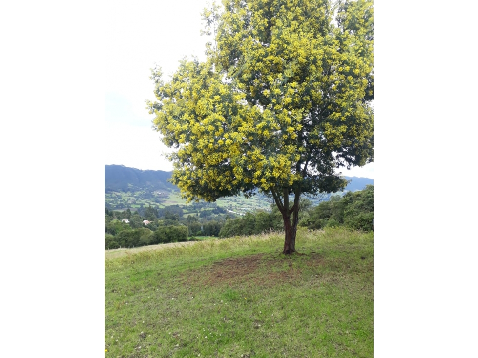 Vendo lote en Tabio Rio Frio Oriental - 3