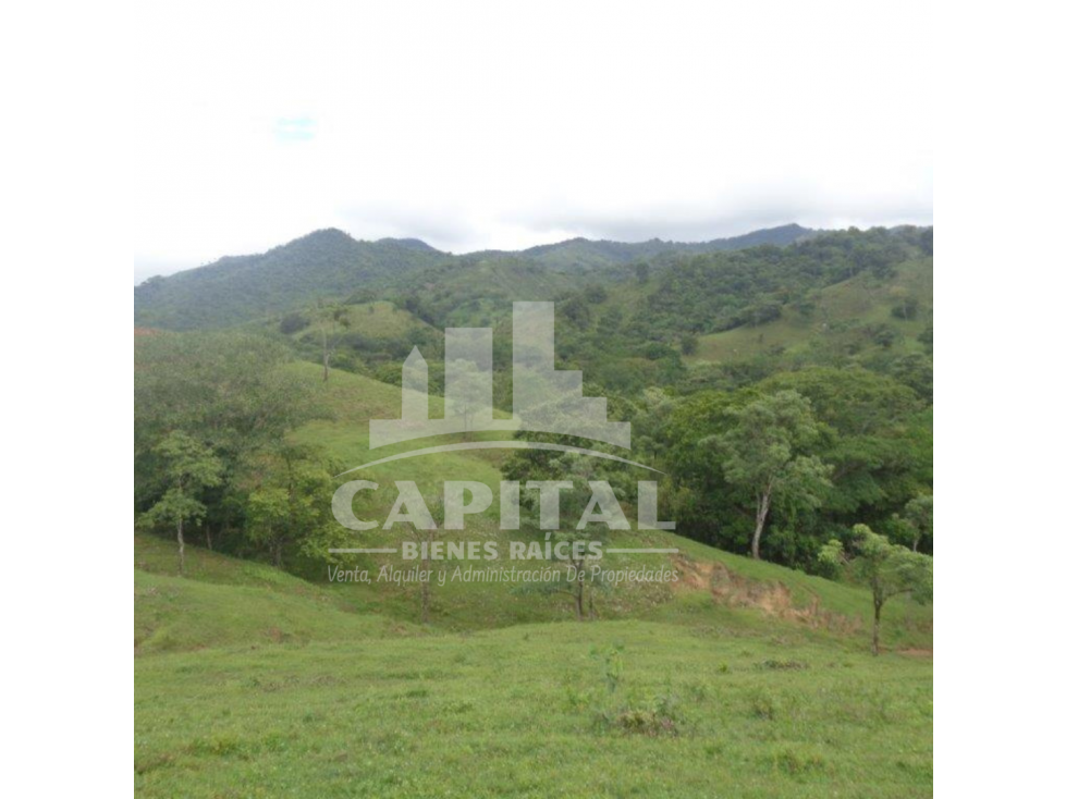 SE VENDE FINCA GANADERA EN DOS BOCAS - SONÁ - 2