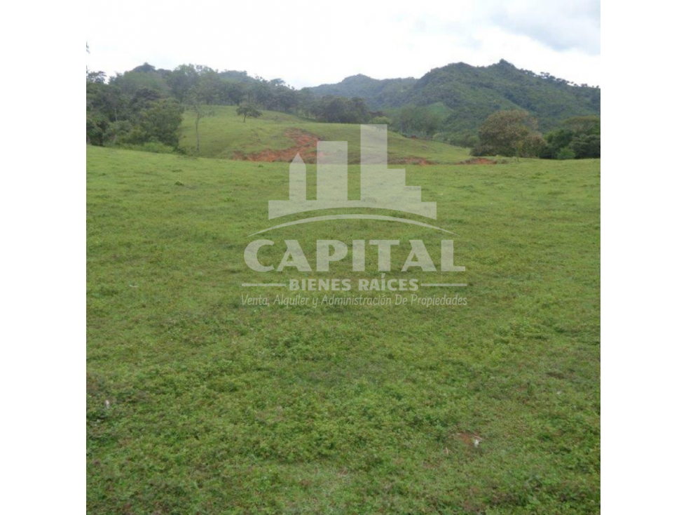 SE VENDE FINCA GANADERA EN DOS BOCAS - SONÁ - 4