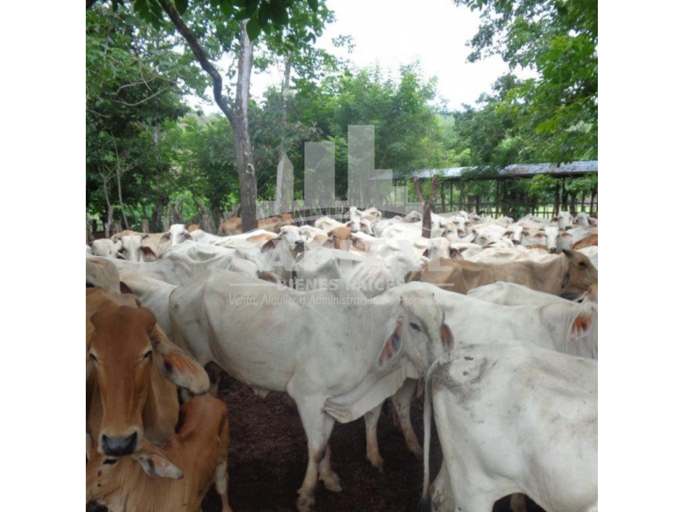SE VENDE FINCA GANADERA EN DOS BOCAS - SONÁ - 5