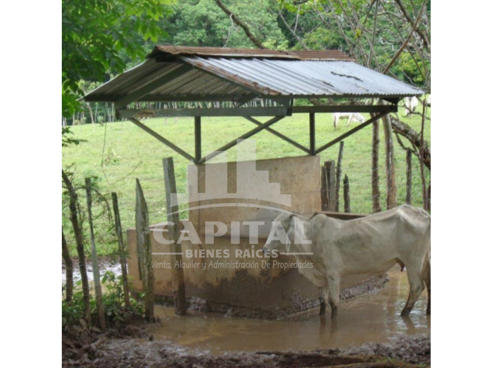 SE VENDE FINCA GANADERA EN DOS BOCAS - SONÁ - 6