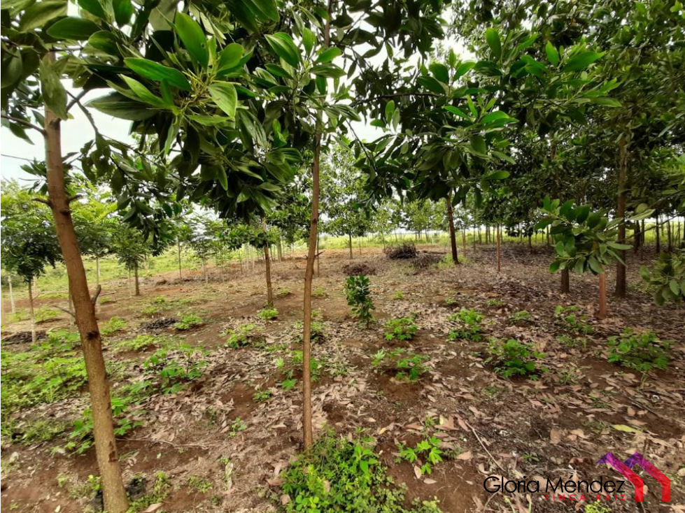 Finca en Puerto Lopez para Venta o Permuta - 2